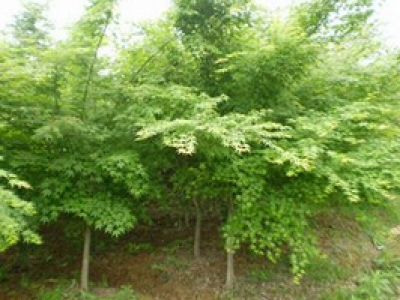 54